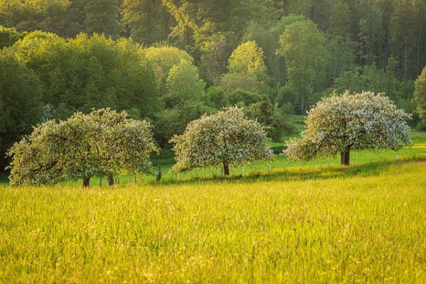 Dngung von Obstbumen mit Mist