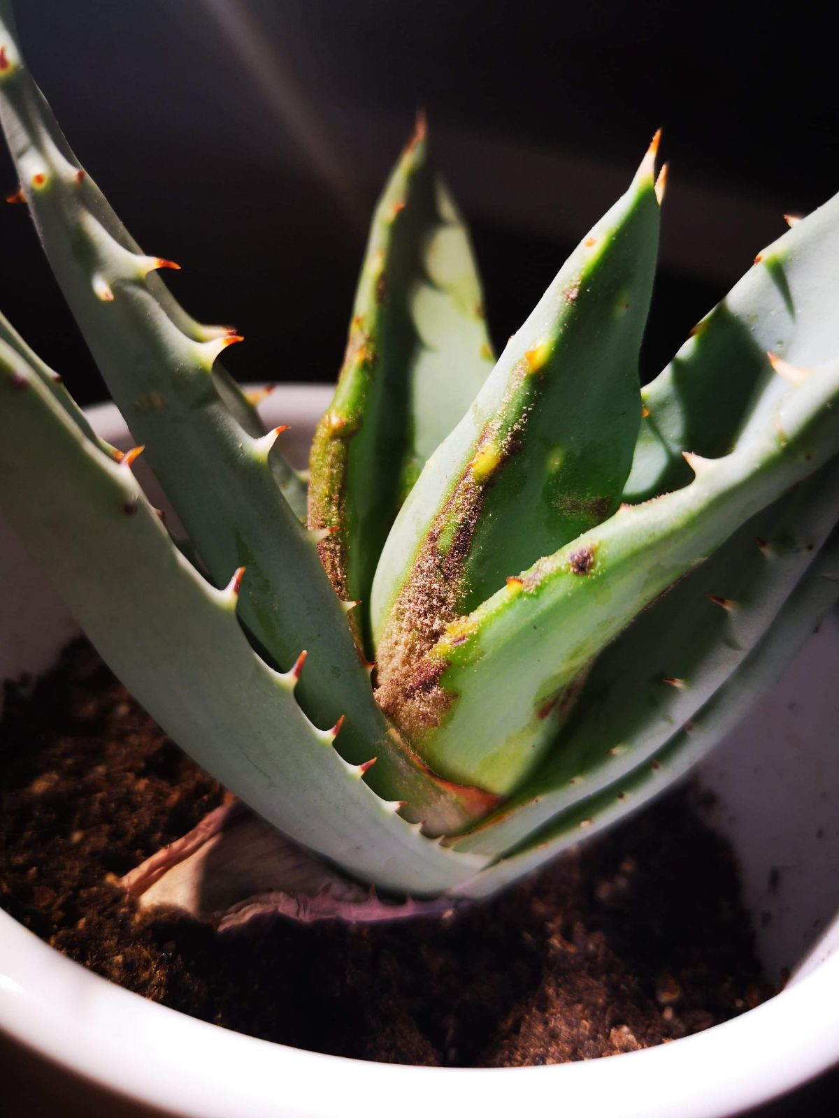 Aloes choruje