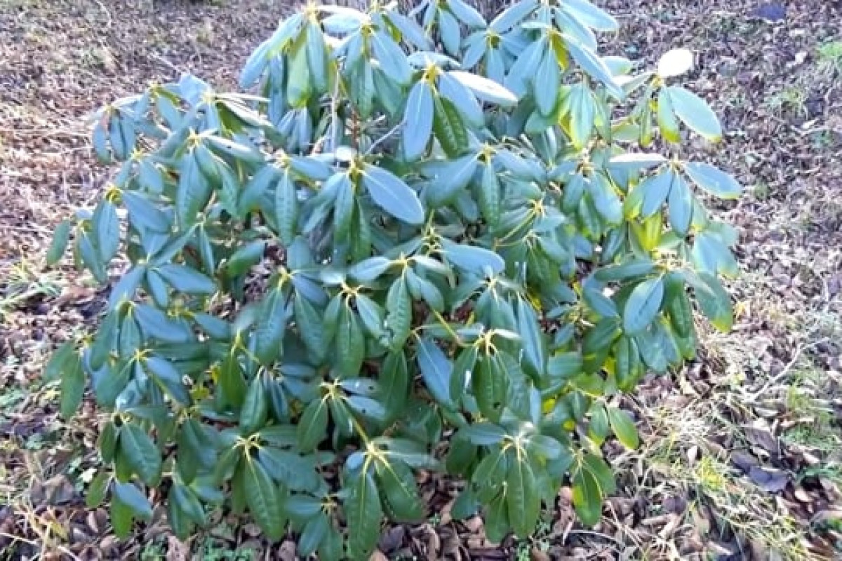 Rhododendron Pflege: Tipps fr eine prachtvolle Blte und gesunde Pflanzen