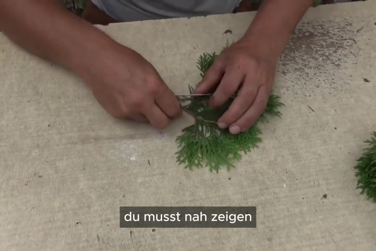 buschige zimmerpflanze Drachenbaum Dracaena Compacta Zimmerpflanze Ø27cm 100cm kaufen