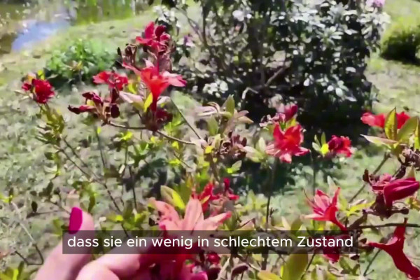 Rhododendron Pflege: Standort, Dngung und Schnitt fr ppige Blte im  Garten