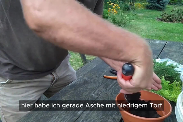 Thuja vermehren: Schritt-fr-Schritt-Anleitung fr gesunde Hecken